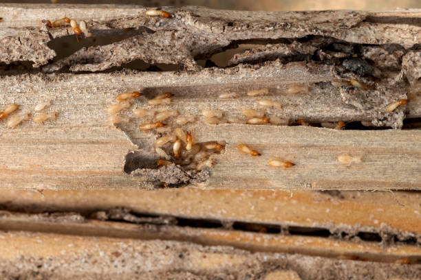 Best Wasp Removal Services  in Burnt Store Marina, FL